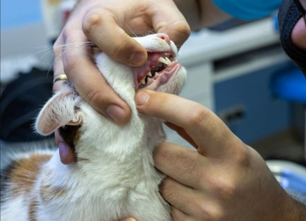 Common Dental Issues in Pets