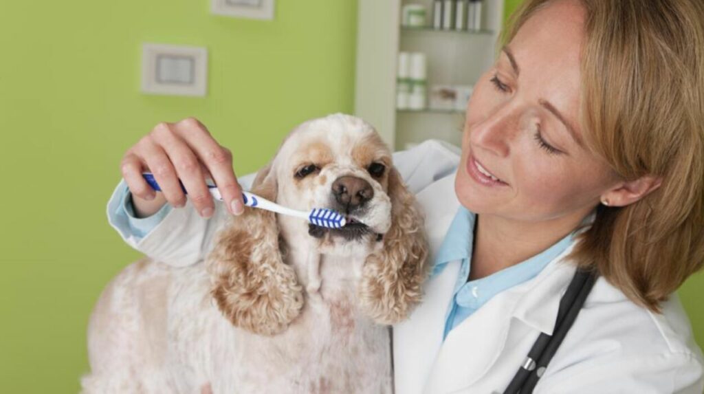 Cost of Pet Dental Care