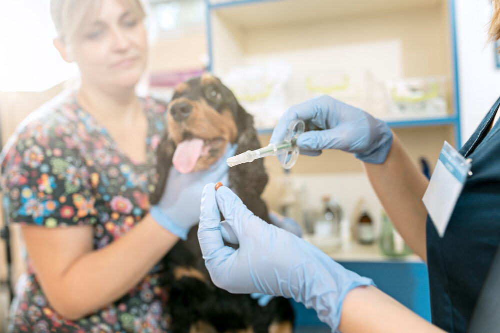 How Important Is Pet Dental Care