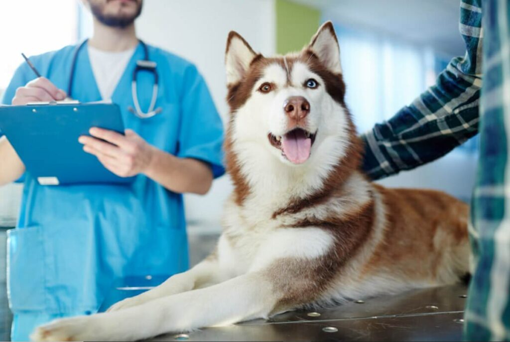 The Role of Genetics in Pet Dental Care